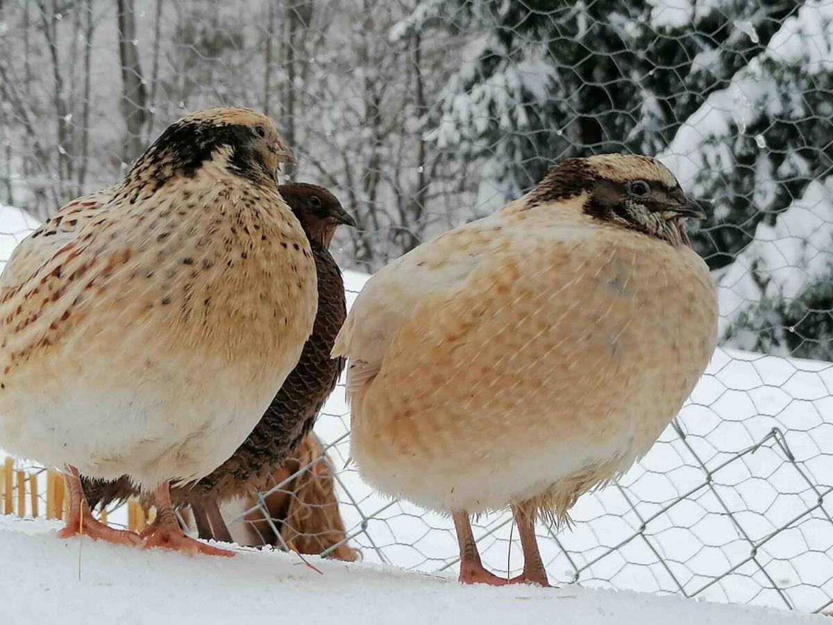 Appartamento Accogliente Di Montagna A Cavagnago Faido Esterno foto